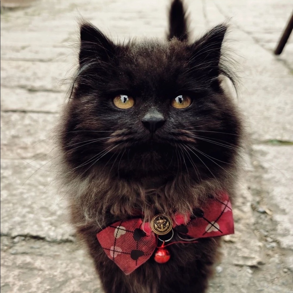 Meet your Posher, Shiqi